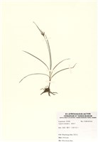 藏品(香附子)的圖片